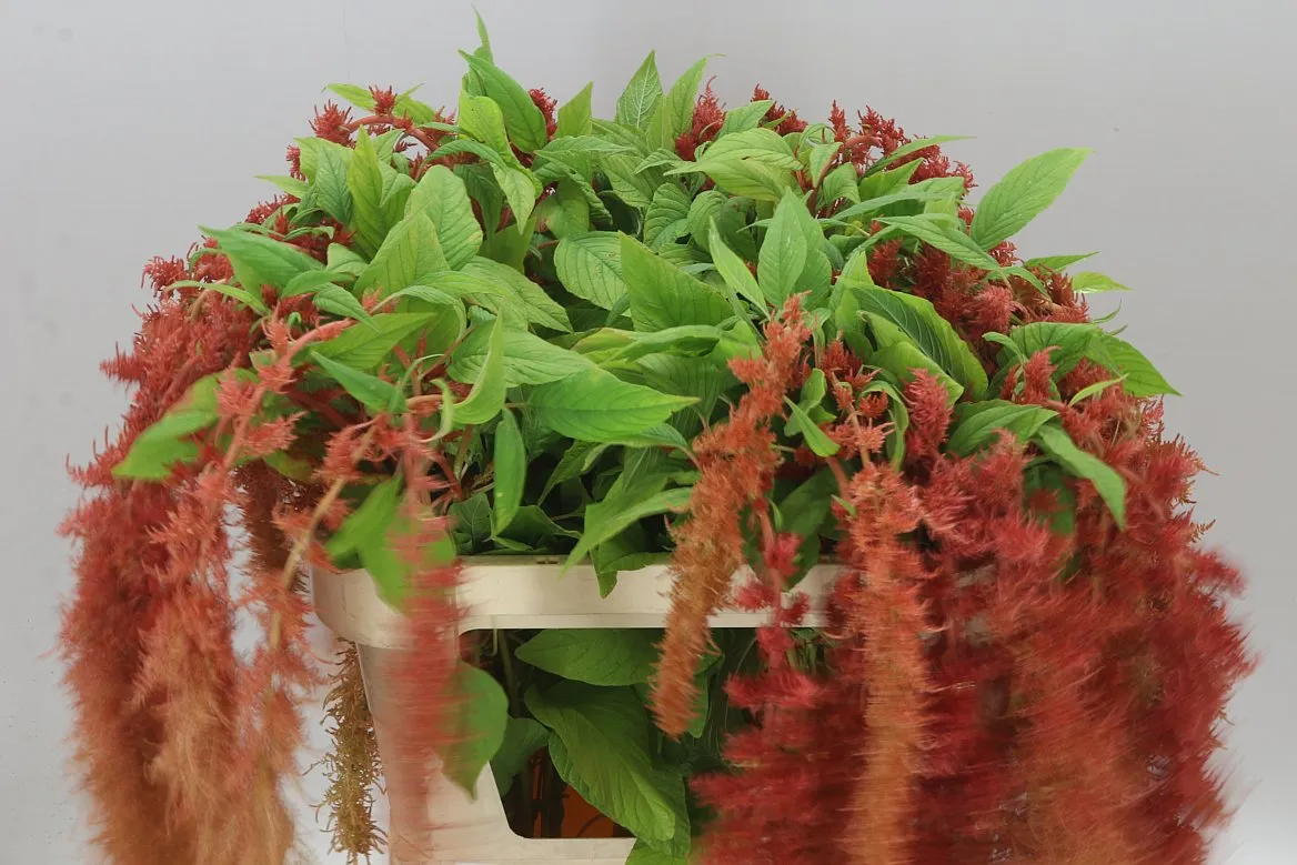 Amaranthus Trailing Brown Spider • 80 cm