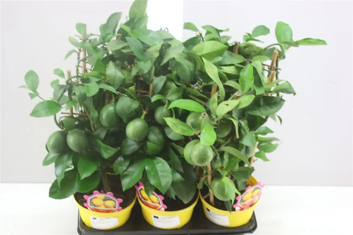 Citrus Limon Rek • črepník 14 cm
