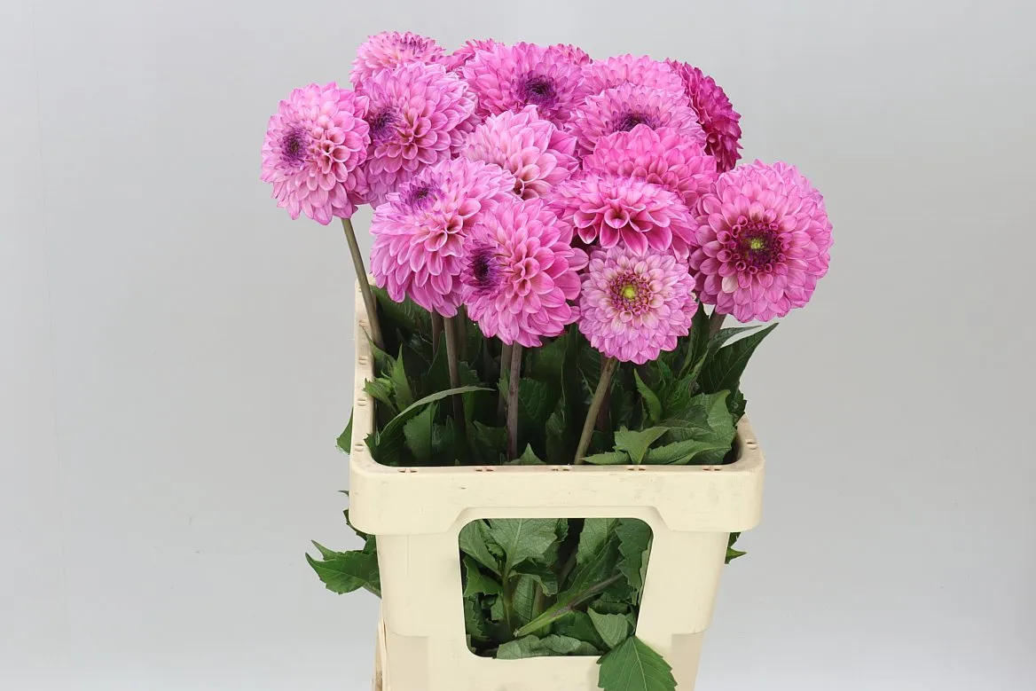 Dahial Chicago • 55 cm