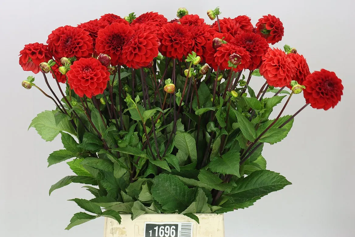 Dahlia Red Cap • 50 cm