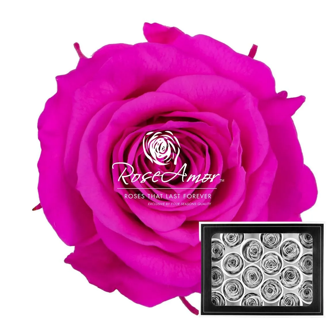 Pres. Xs Pin07