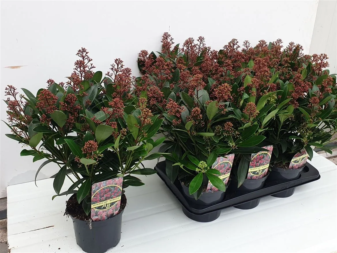 Skimmia Jap. Rubella 16+ • črepník 17 cm