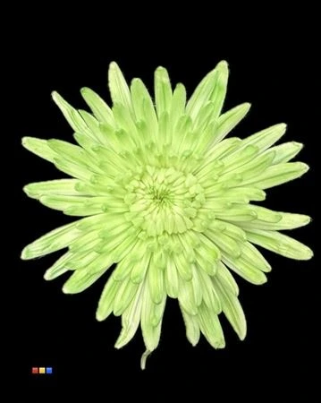Chryzantéma veľkokvetá Topspin Dusty Green • 70 cm