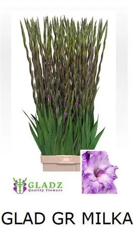Gladiola Milka • 120 cm