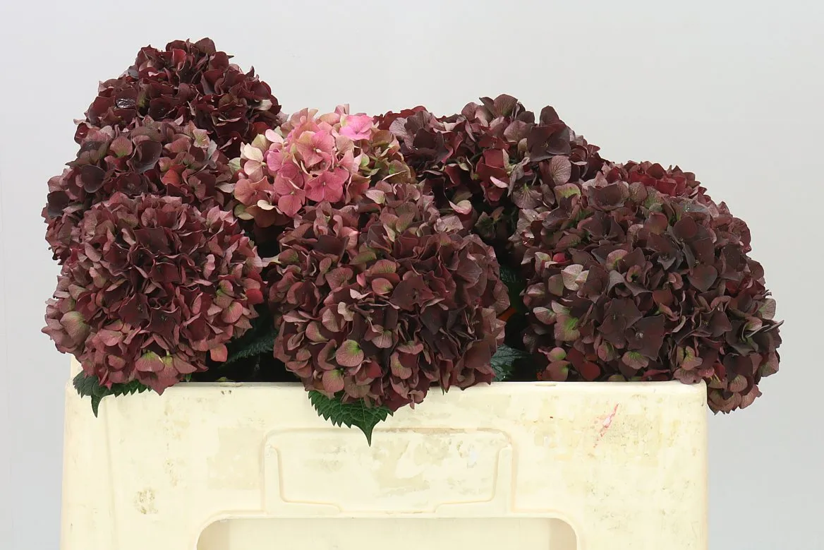 Hyd Dark Ruby Classic • 50 cm