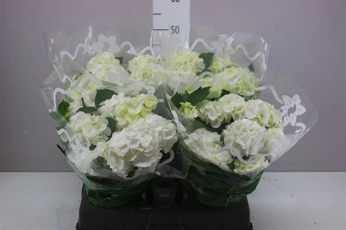 Hortenzia črepníková Schneeball 10+ • črepník 14 cm