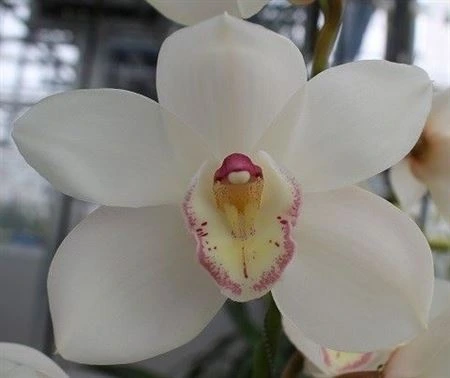 Orchidea Cymbidium T Antonella • 50 cm