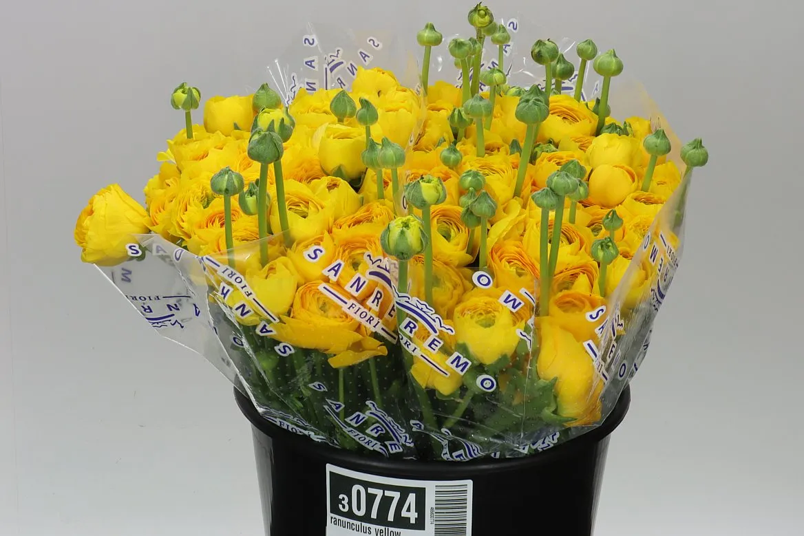 Iskerník Yellow • 40 cm