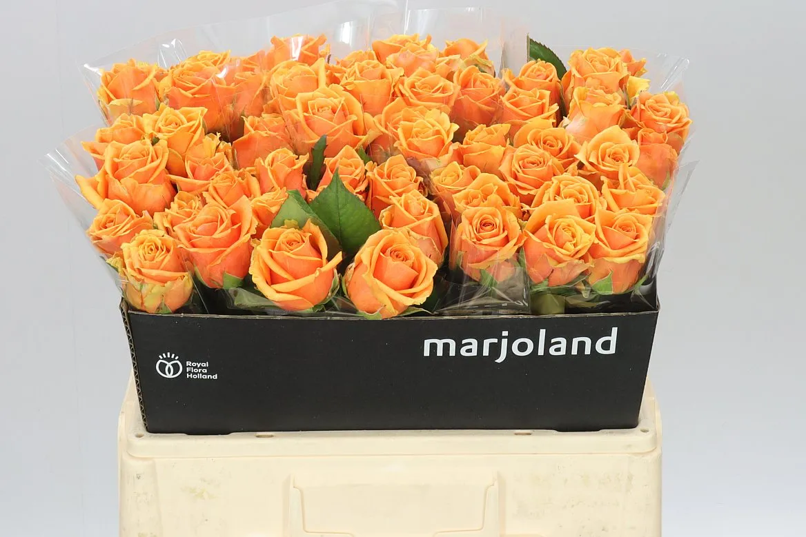 Rosa Gr Novi Xl • 55 cm
