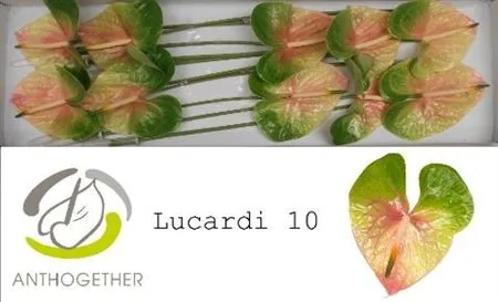 Anth Lucardi