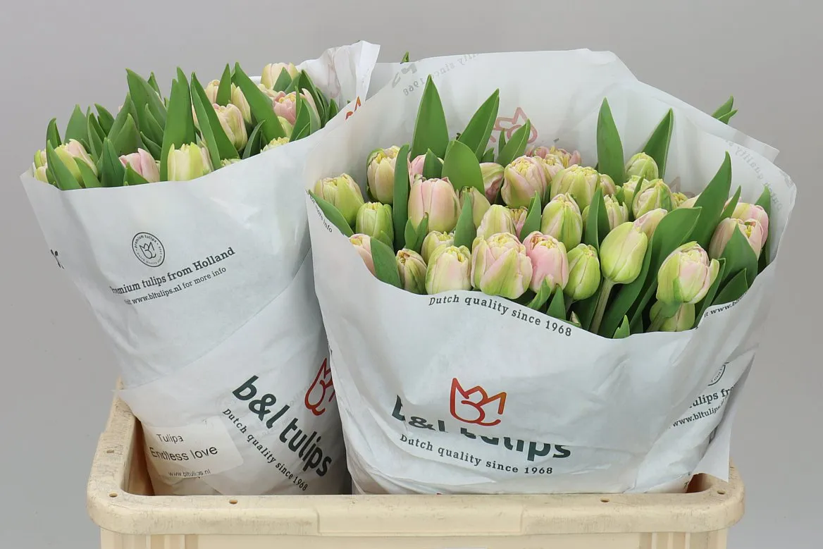 Tulipa Du Endless Love • 42 cm