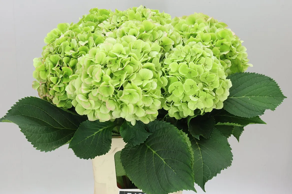 Hyd Verena Green Lime Classic • 60 cm