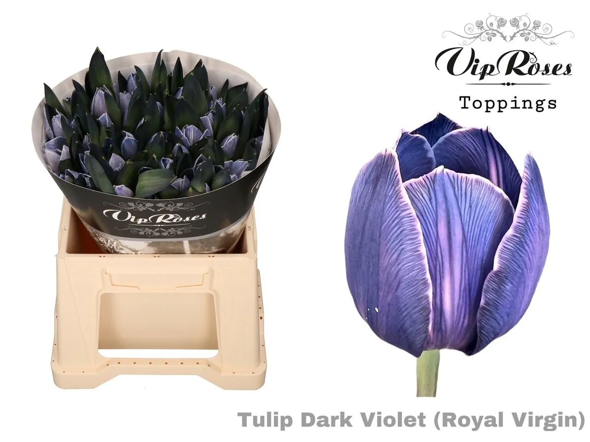 Tulipán jednoduchý Rv Dark Violet • 38 cm