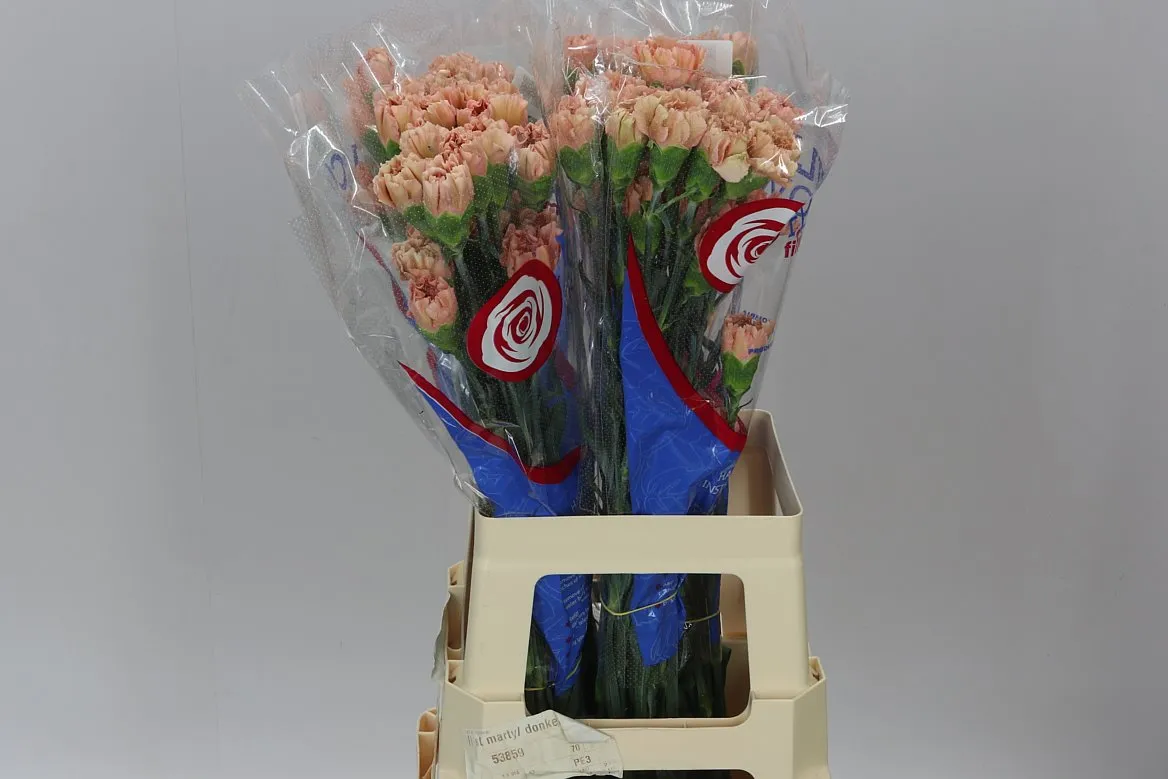 Karafiát Caramel • 70 cm