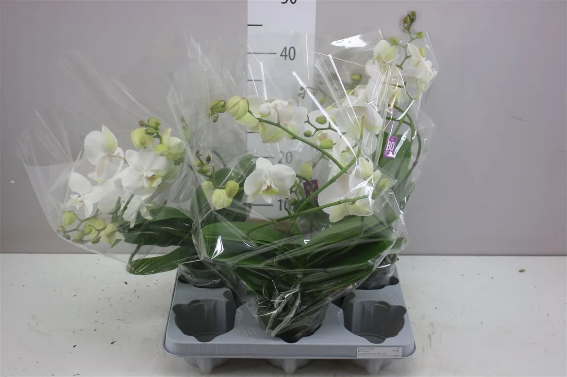 Orchidea Phalaenopsis Bo Flexio biela, 3 až 4 výhonov • črepník 12 cm