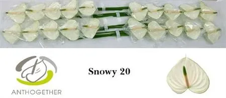 Anth Snowy
