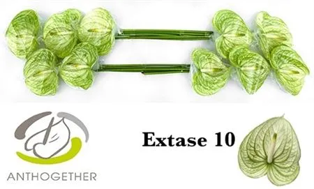 Anth Extase
