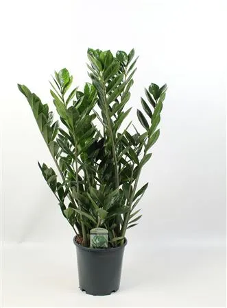 Zamioculcas 10+ • črepník 21 cm