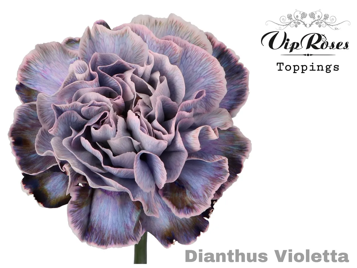 Karafiát Violetta • 60 cm