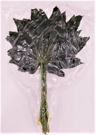 Aralia Extra Vacuum X1 • 50 cm