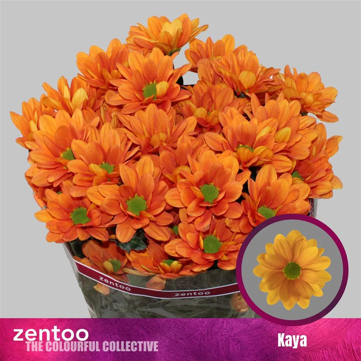 Chryzantéma trsová Kaya • 65 cm
