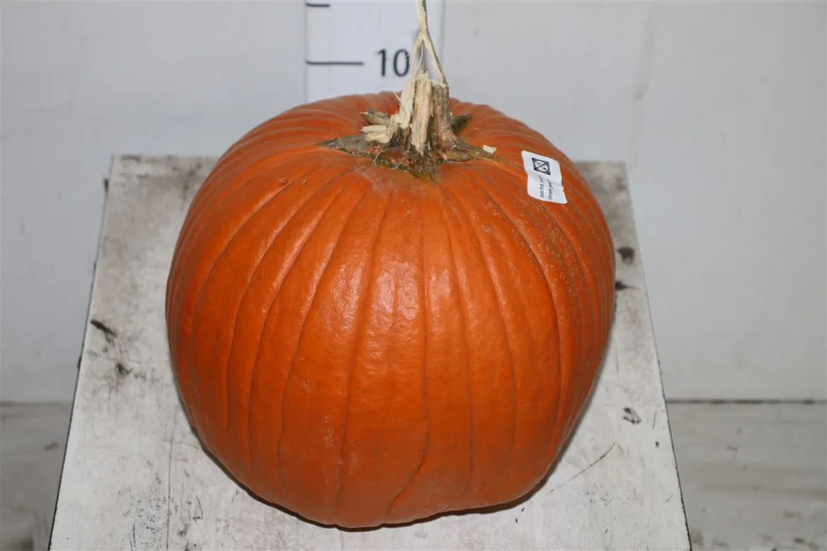 Okrasná tekvica Maxima Halloween • 24 cm