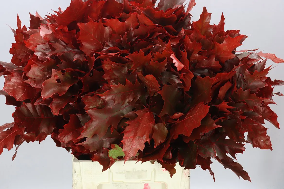 Quercus farbený Red • 60 cm