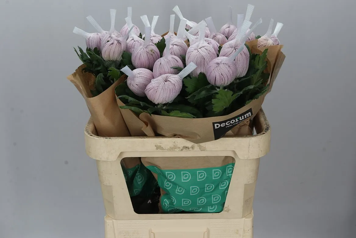 Chryzantéma veľkokvetá Vienna Pink • 80 cm