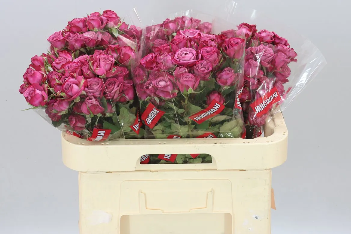 Ruža trsová Purple Queen Imp • 60 cm