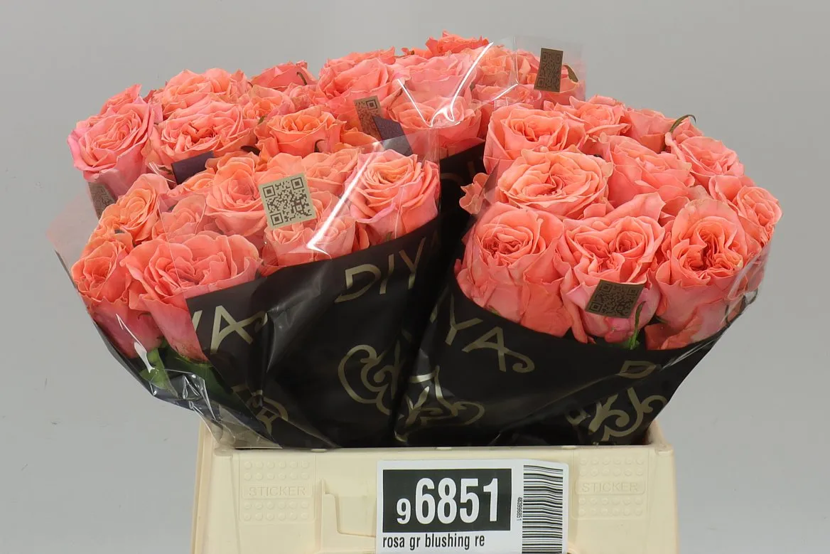 Ruža Blushing Reeva • 40 cm