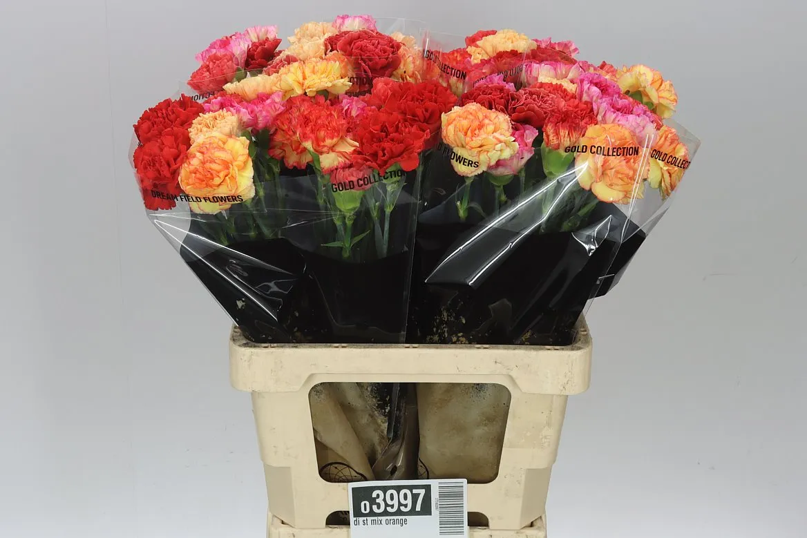 Di St Mix Orange • 65 cm