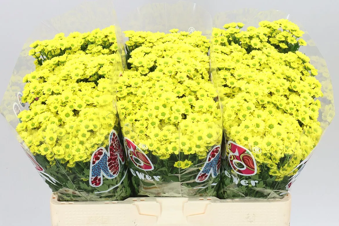 Chryzantéma santini Mad Ringa Yellow • 55 cm