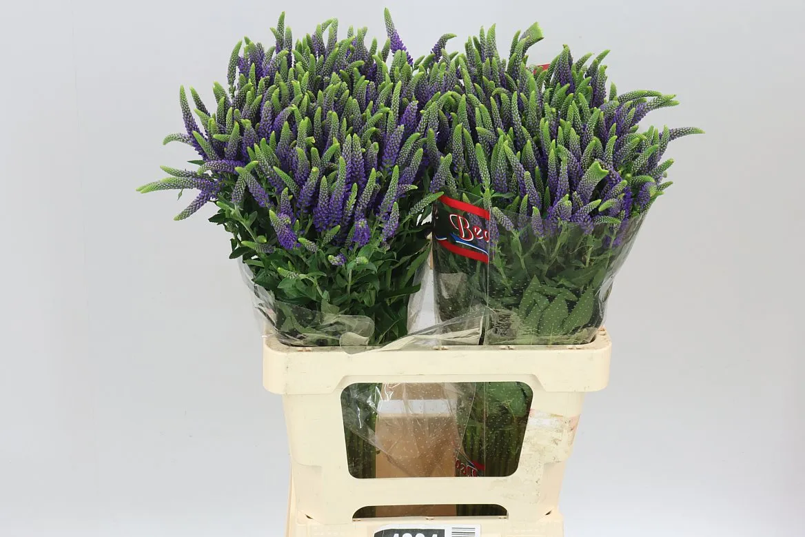 Veronica Skyler Blue • 65 cm