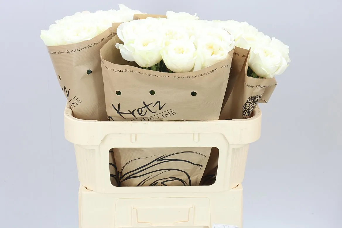 Rosa Gr Gar Lincoln Park Wh • 70 cm