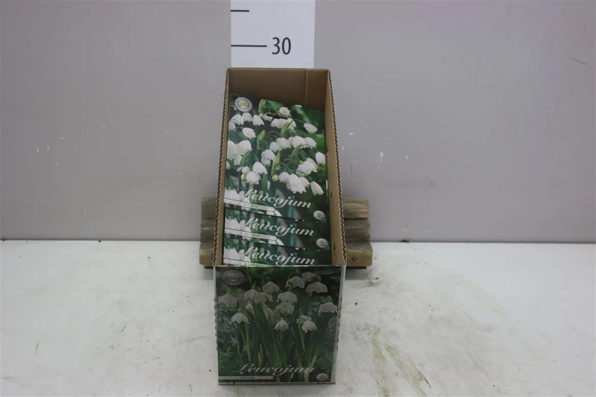 Bol Leucojum Vernum X5