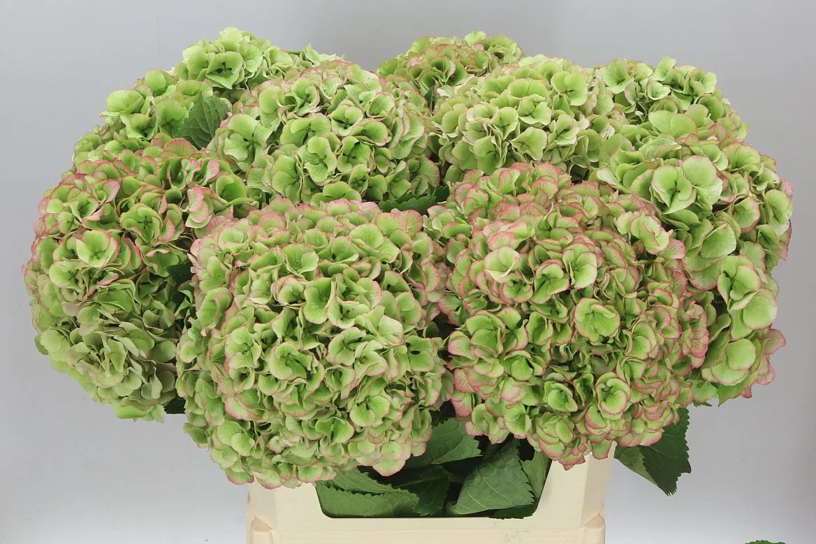 Hortenzia Mammoet Classic • 80 cm
