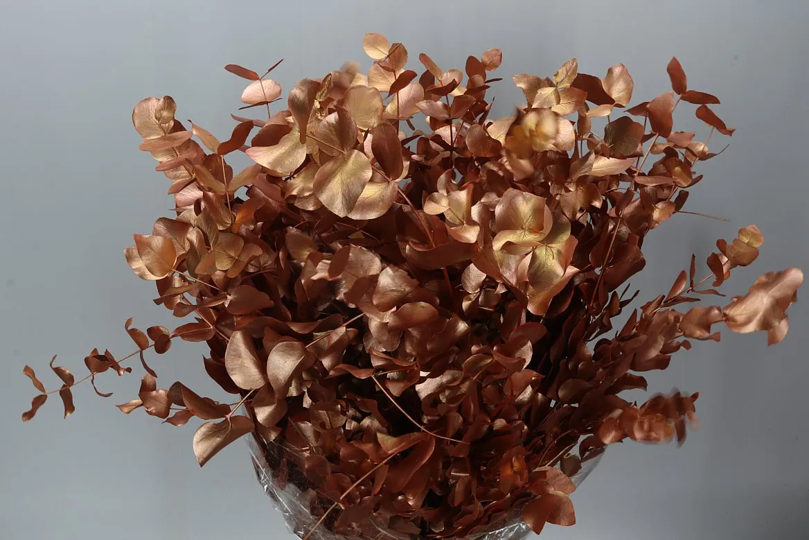Eukalyptus Cinerea Copper • 70 cm