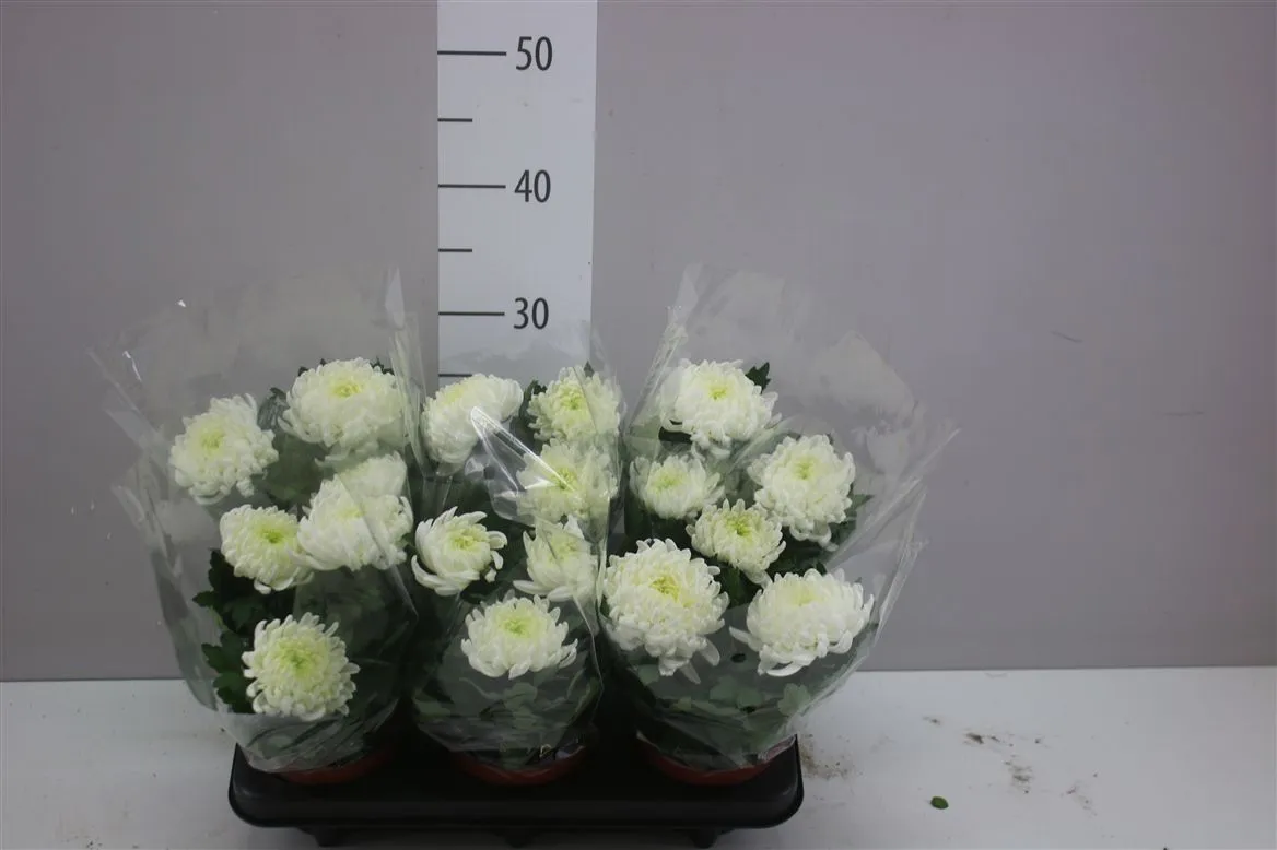 Chrysanth Cosmo Compact White • črepník 12 cm