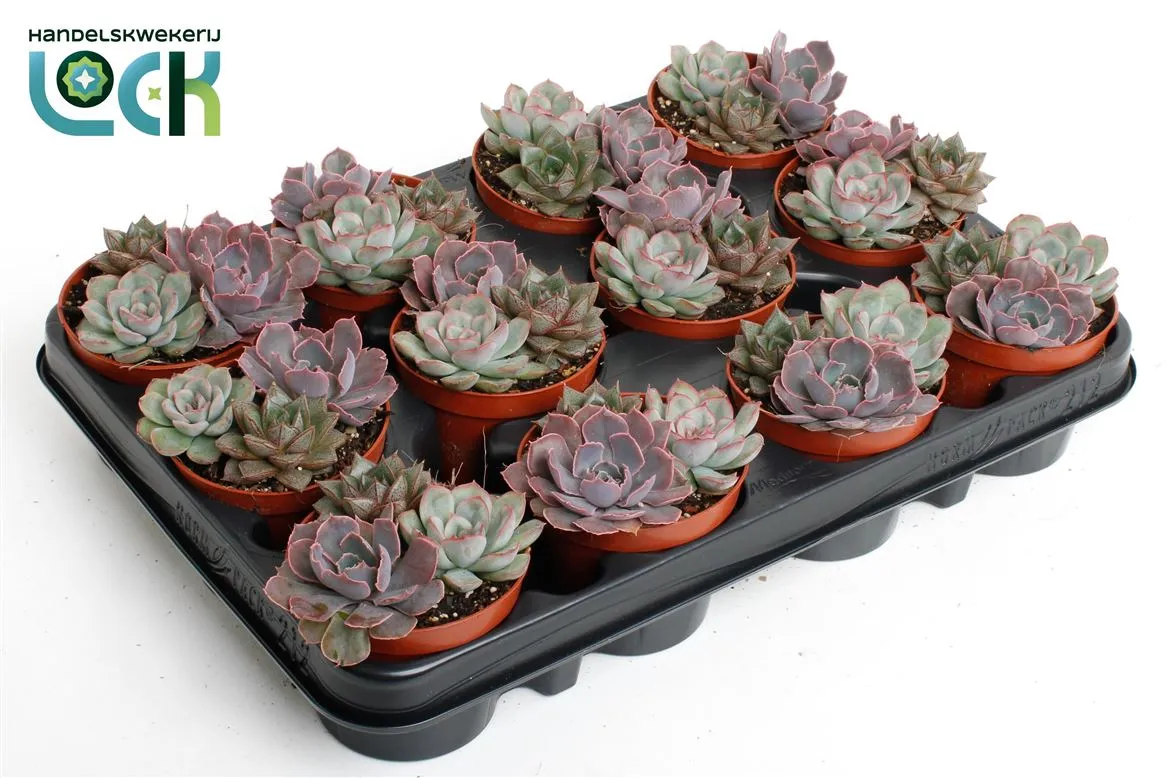 Echeveria Trio • črepník 8,5 cm