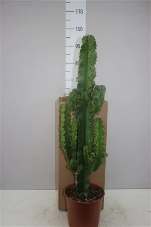 Euphorbia Ingens rozvetvená • črepník 21 cm