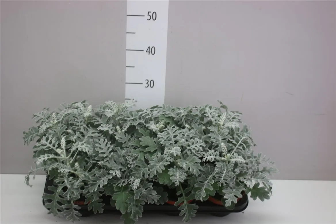 Senecio Cineraria • črepník 13 cm
