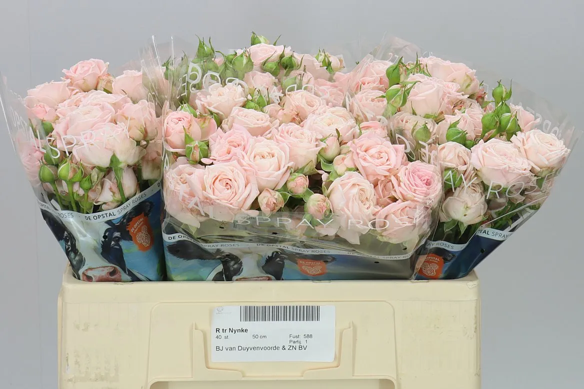 Rosa Tr Nynke • 50 cm