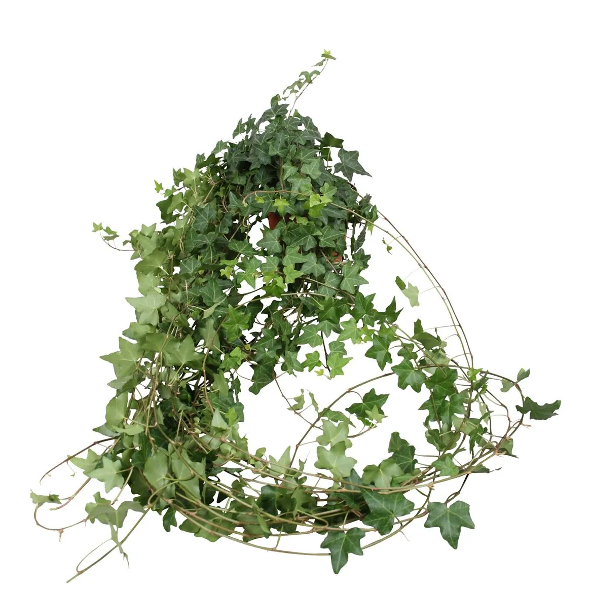 Hedera He Pitsburg Xxl • črepník 13 cm