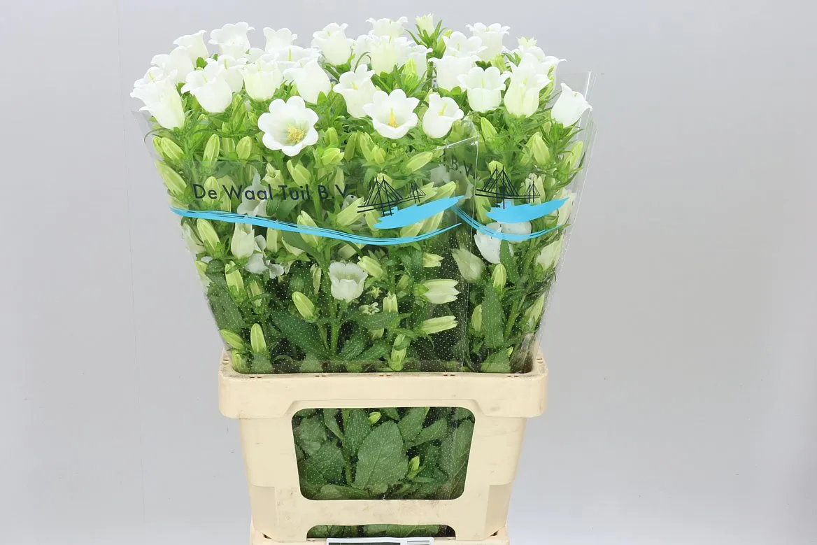 Campanula M Champ White • 70 cm