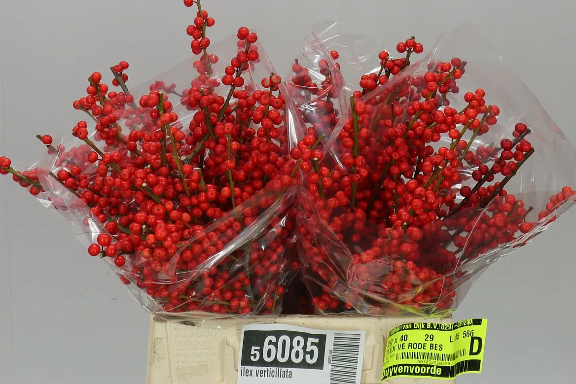 Ilex Verticillata • 45 cm