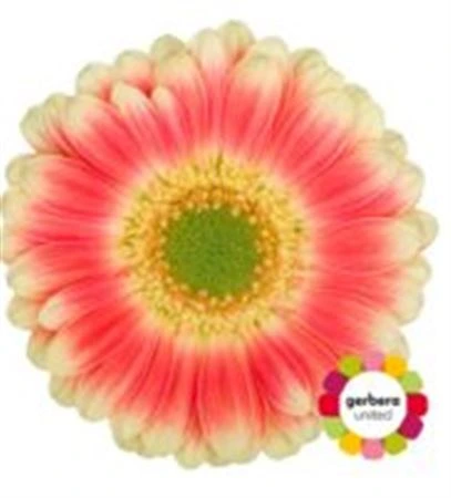 Germini Tompouche • 45 cm