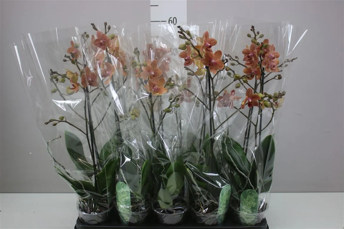Orchidea Phalaenopsis Mtfl Sunset Love, 1 výhon • črepník 12 cm