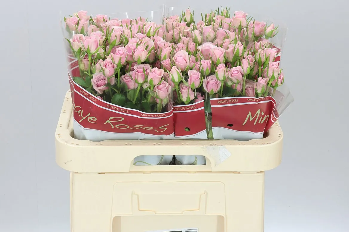 Rosa Tr Leila • 60 cm