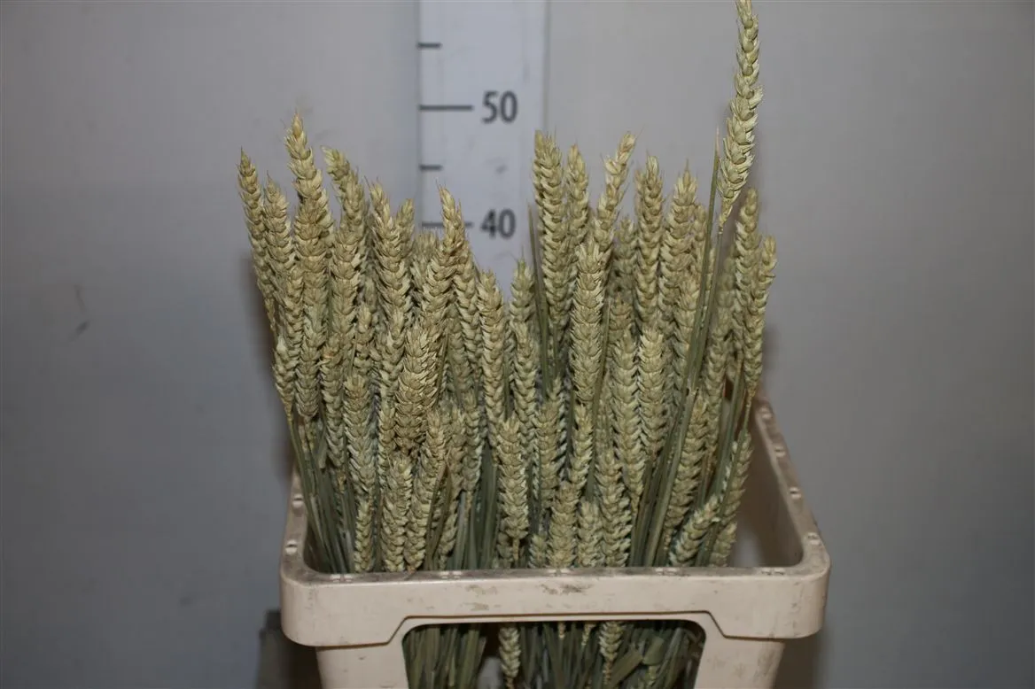 Wheat Naturel, sušené
