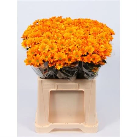 Chryzantéma trsová Chic Orange Glt • 70 cm
